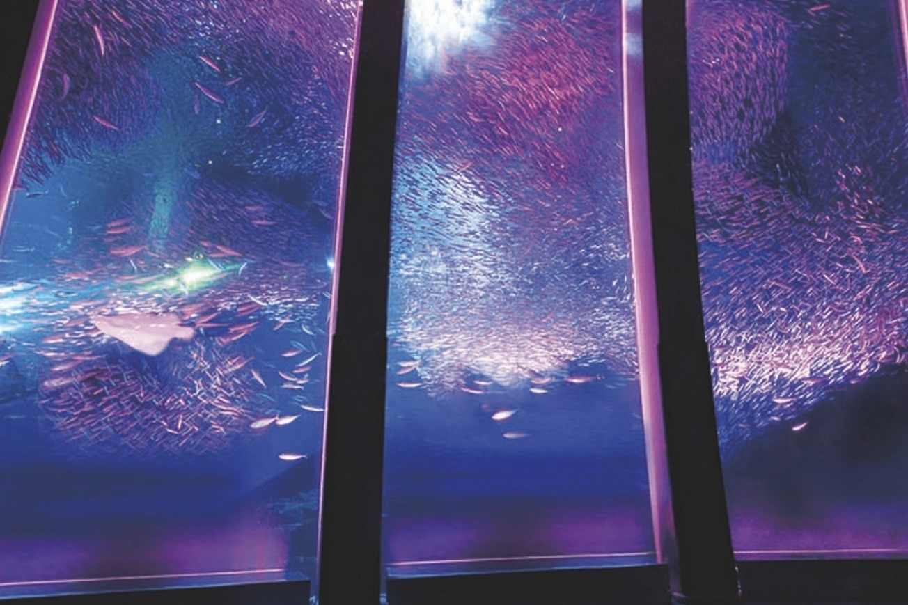 横浜・八景島シーパラダイスの春イベント「はなパラ」国内最多5万尾のイワシが魅せる“海中桜”など