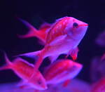 横浜・八景島シーパラダイスの春イベント「はなパラ」国内最多5万尾のイワシが魅せる“海中桜”など｜写真2