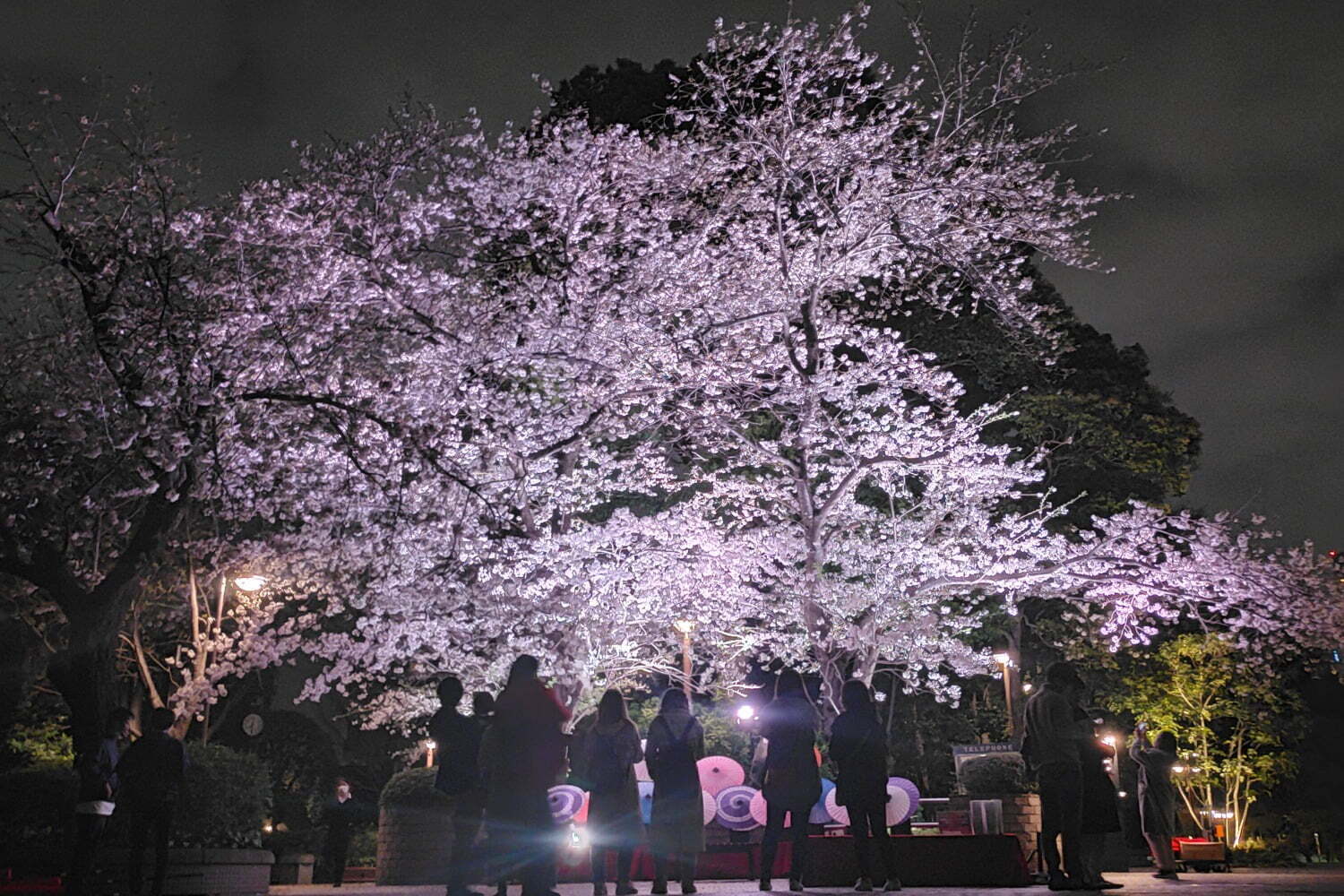 日本酒｜「御殿山さくらまつり2025」東京・品川で、夜桜ライトアップや日本酒の試飲イベントなど