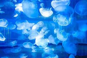 広島市唯一の水族館「広島もとまち水族館」が商業施設・パセーラに、気軽に立ち寄れる都市型水族館へ｜写真6