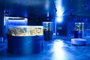 広島市唯一の水族館「広島もとまち水族館」が商業施設・パセーラに、気軽に立ち寄れる都市型水族館へ｜写真7