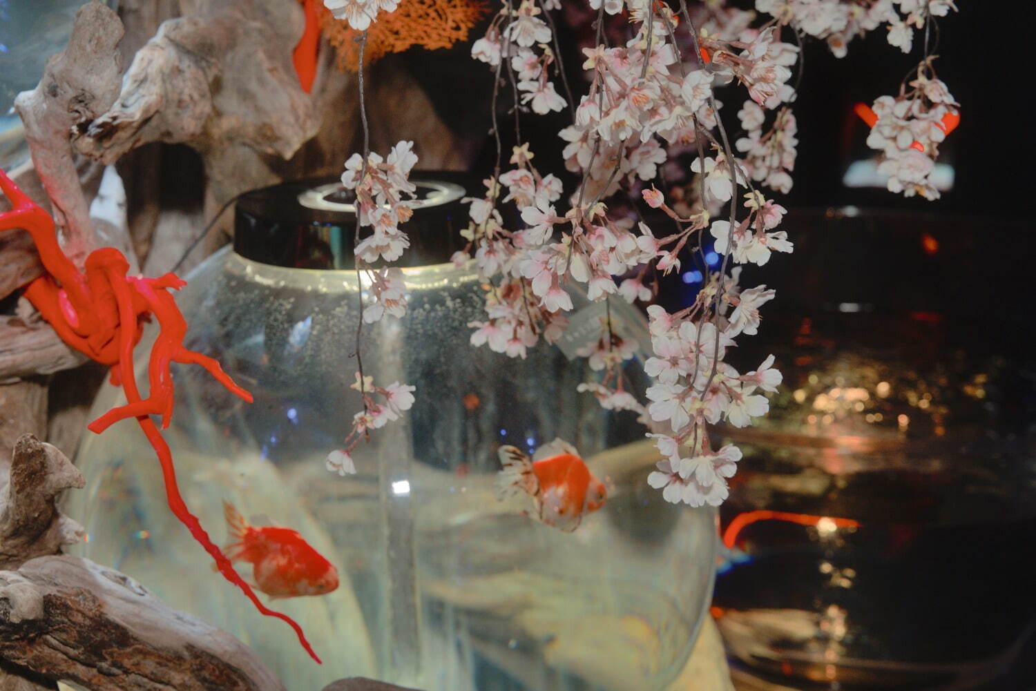 “桜空間×金魚”の特別展示「水景花明かり」アクアシティお台場で、花びらのように泳ぐ金魚たち｜写真8