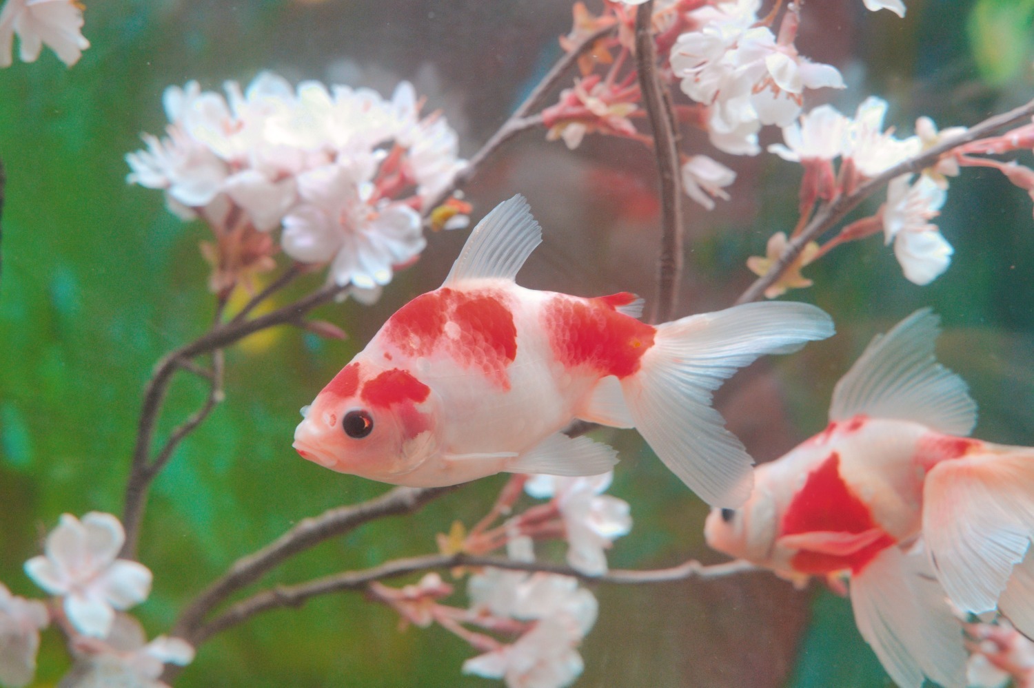 お台場｜“桜空間×金魚”の特別展示「水景花明かり」アクアシティお台場で、花びらのように泳ぐ金魚たち