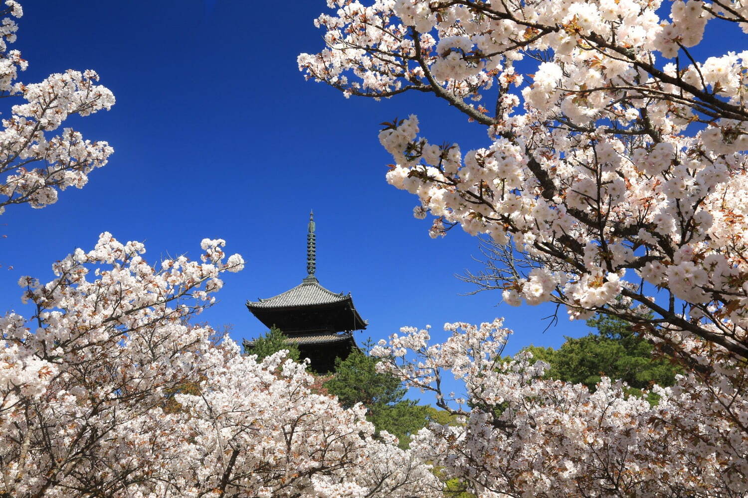 京都で花見を満喫！桜名所の開花時期に行きたい夜桜ライトアップ＆時間外特別拝観｜写真12