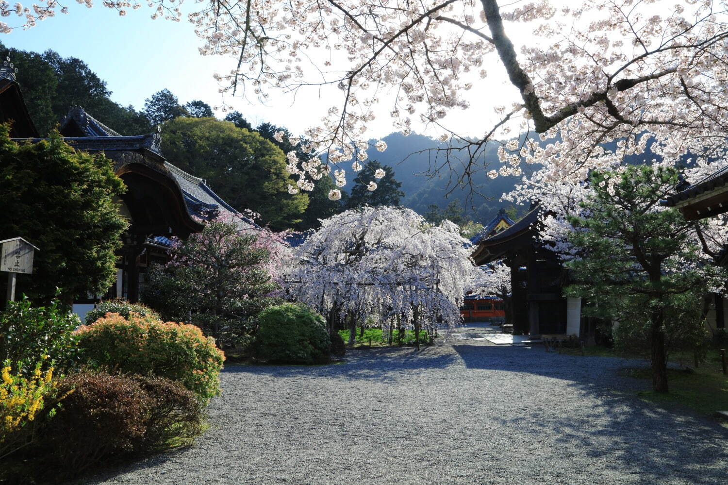 京都で花見を満喫！桜名所の開花時期に行きたい夜桜ライトアップ＆時間外特別拝観｜写真10