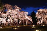 京都で花見を満喫！桜名所の開花時期に行きたい夜桜ライトアップ＆時間外特別拝観｜写真9