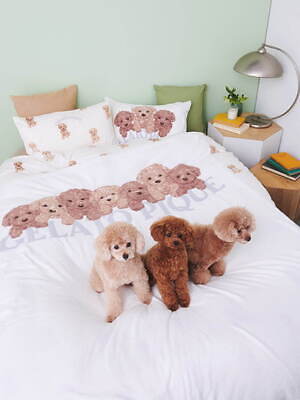 ジェラート ピケ(gelato pique) トイプードル｜写真13