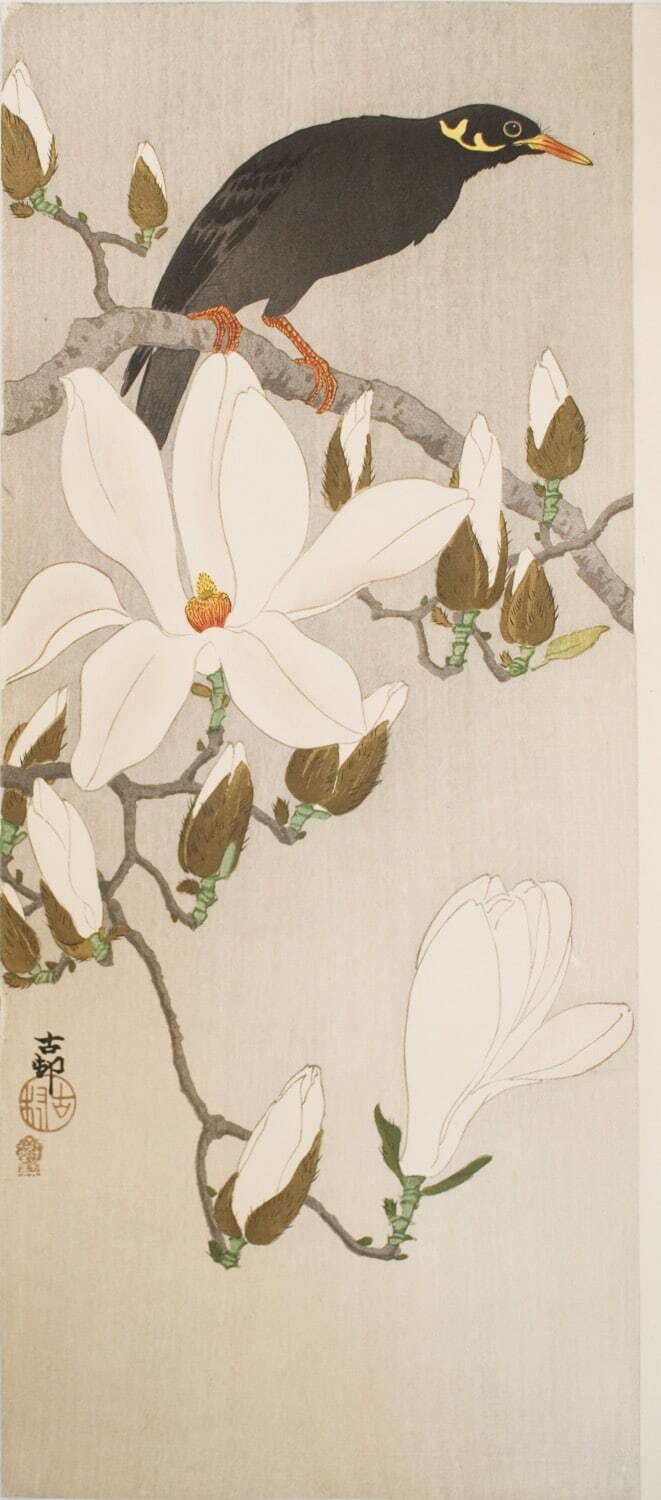 小原古邨 《木蓮に九官鳥》 個人蔵 ［前期展示］
