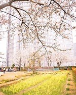 六本木ヒルズの花見イベント「春まつり 2025」日本庭園の夜桜ライトアップやレストラングルメ屋台｜写真35