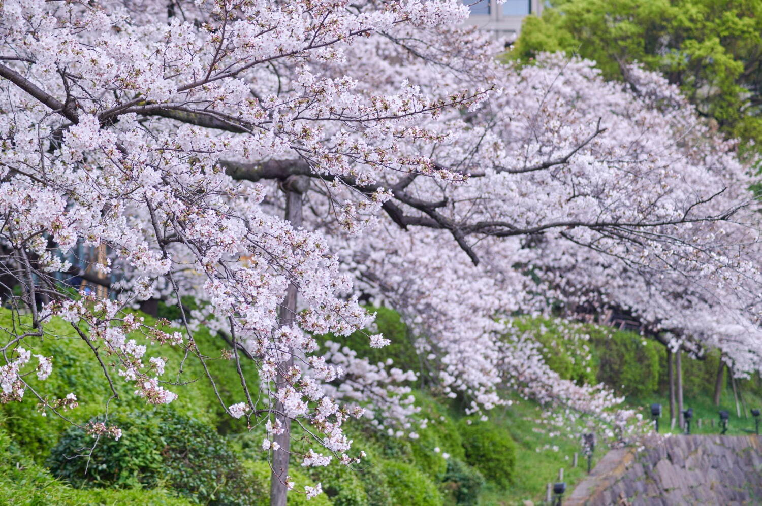 "桜の名所”東京ガーデンテラス紀尾井町の春イベント、満開の夜桜ライトアップや花見スイーツなど｜写真51