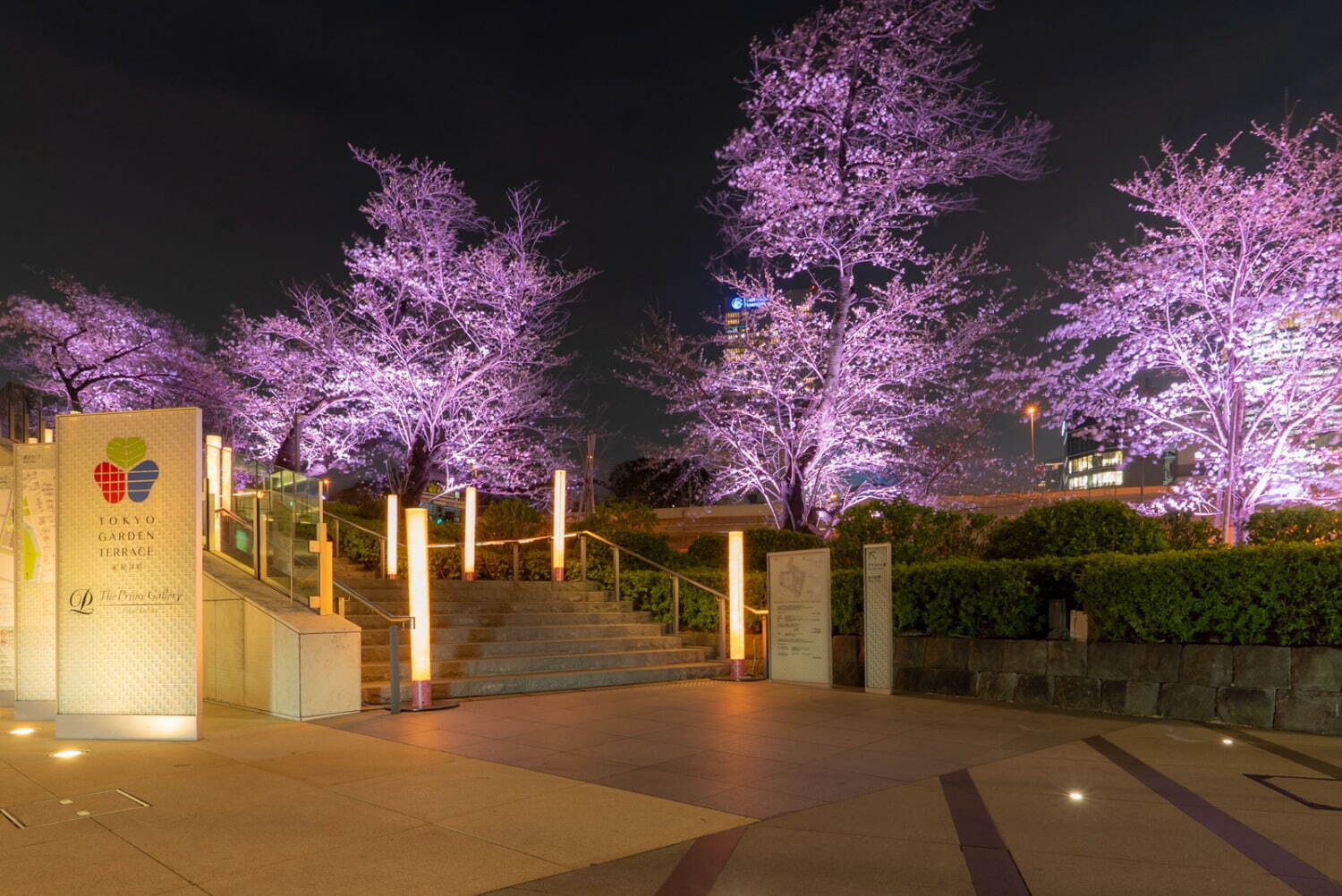 "桜の名所”東京ガーデンテラス紀尾井町の春イベント、満開の夜桜ライトアップや花見スイーツなど｜写真46