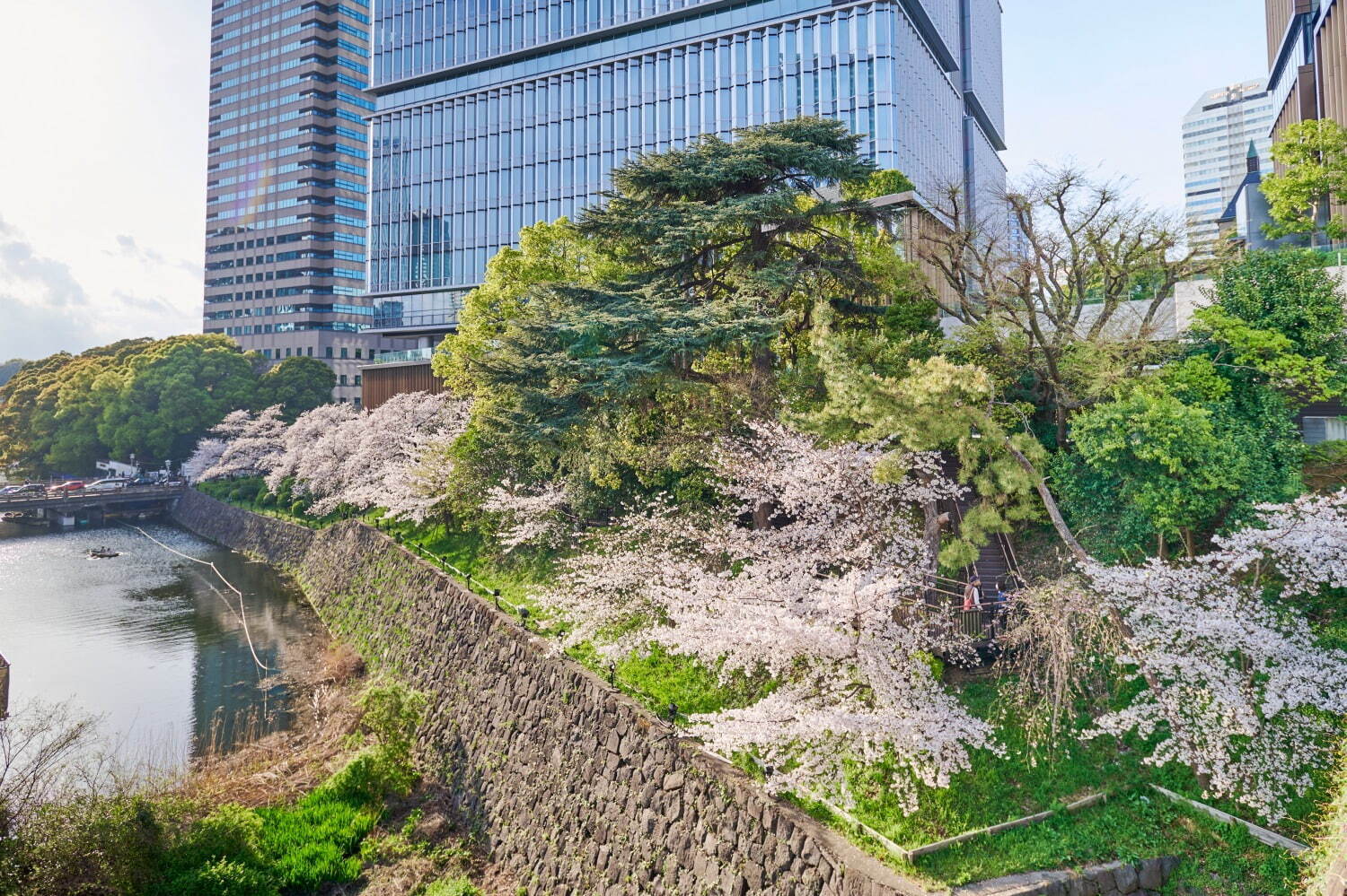 "桜の名所”東京ガーデンテラス紀尾井町の春イベント、満開の夜桜ライトアップや花見スイーツなど｜写真53