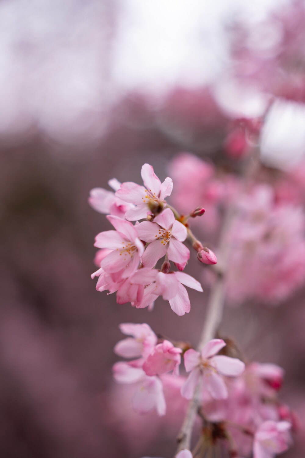 "桜の名所”東京ガーデンテラス紀尾井町の春イベント、満開の夜桜ライトアップや花見スイーツなど｜写真29
