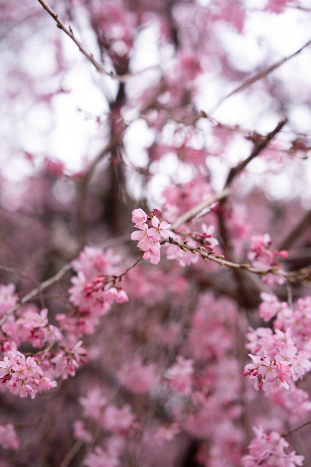 "桜の名所”東京ガーデンテラス紀尾井町の春イベント、満開の夜桜ライトアップや花見スイーツなど｜写真28