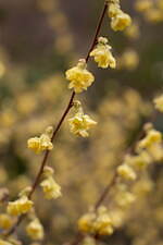 "桜の名所”東京ガーデンテラス紀尾井町の春イベント、満開の夜桜ライトアップや花見スイーツなど｜写真30