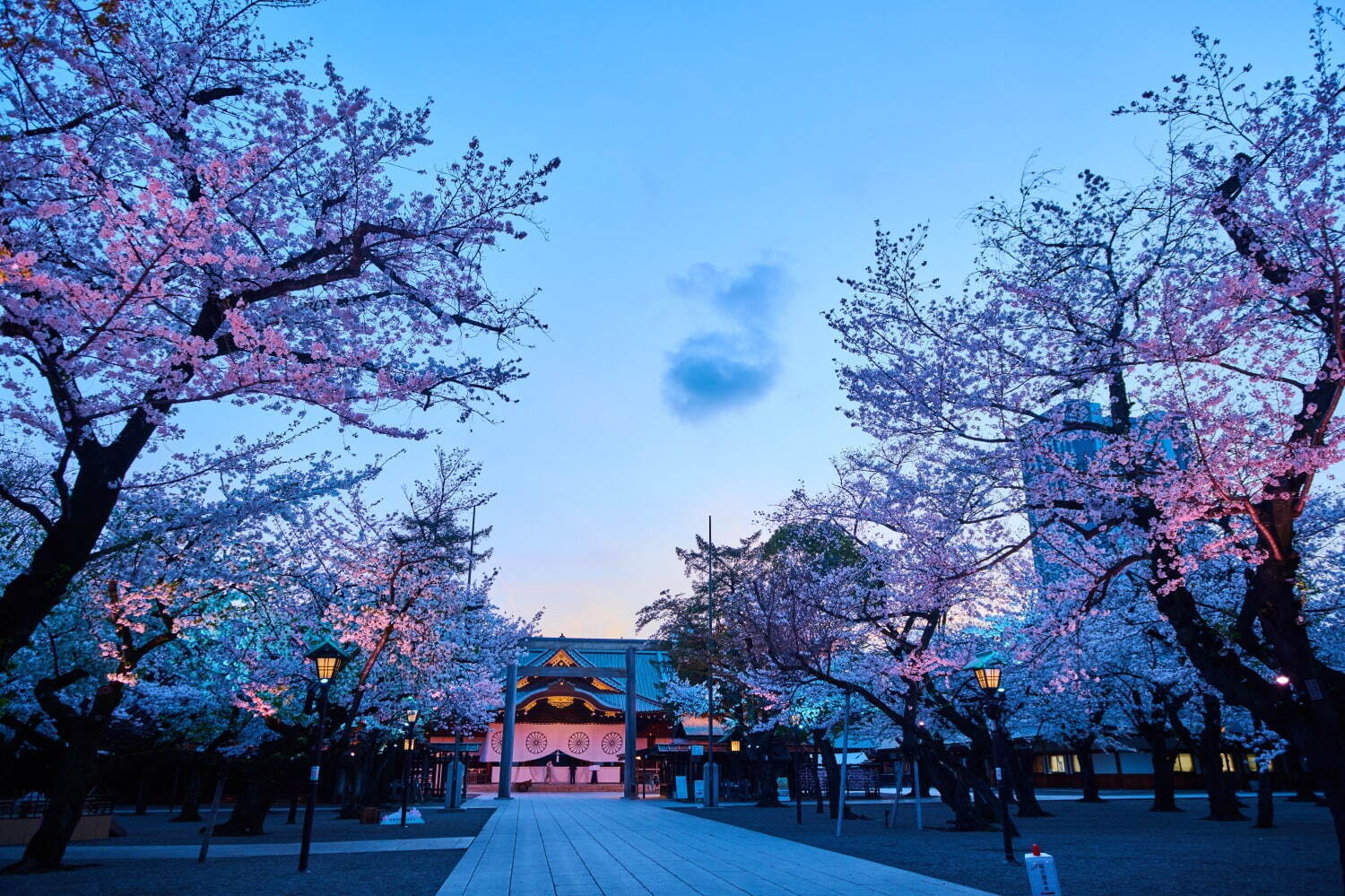 東京の桜名所「靖国神社」約500本が開花する花見スポット、キッチンカー出店＆夜桜ライトアップ｜写真1