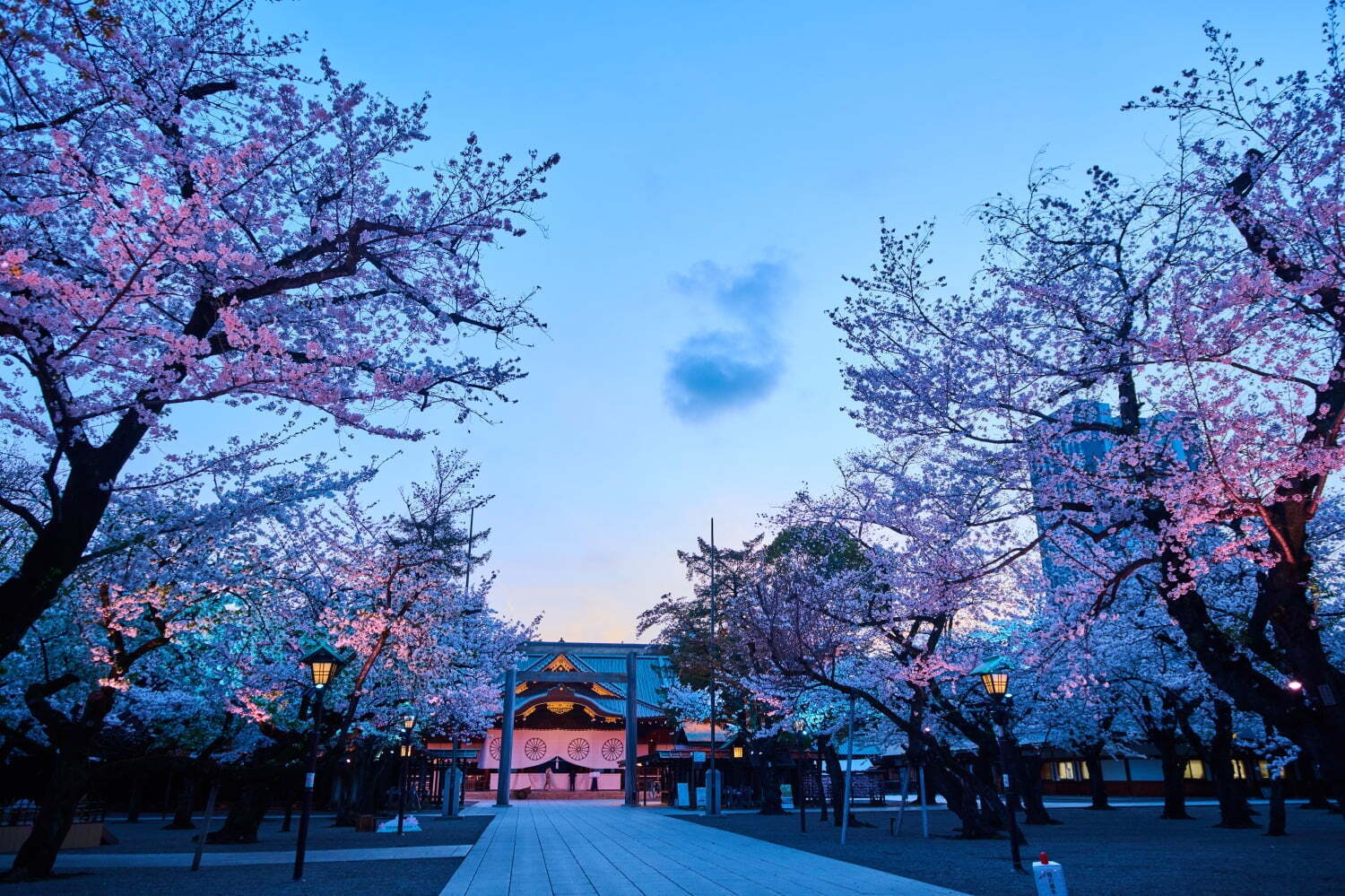 お花見｜東京の桜名所「靖国神社」約500本が開花する花見スポット、キッチンカー出店＆夜桜ライトアップ