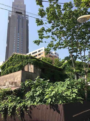 代々木「ほぼ新宿のれん街」倉庫型横丁の桜まつり、花見気分で楽しむ料理や夜間ライトアップ｜写真9