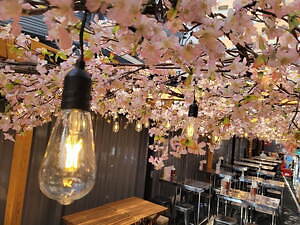 代々木「ほぼ新宿のれん街」倉庫型横丁の桜まつり、花見気分で楽しむ料理や夜間ライトアップ｜写真4