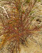 アークテリクス“春色ラベンダー”のウィメンズジャケットやウエストパック、ビームス ボーイ限定で｜写真17