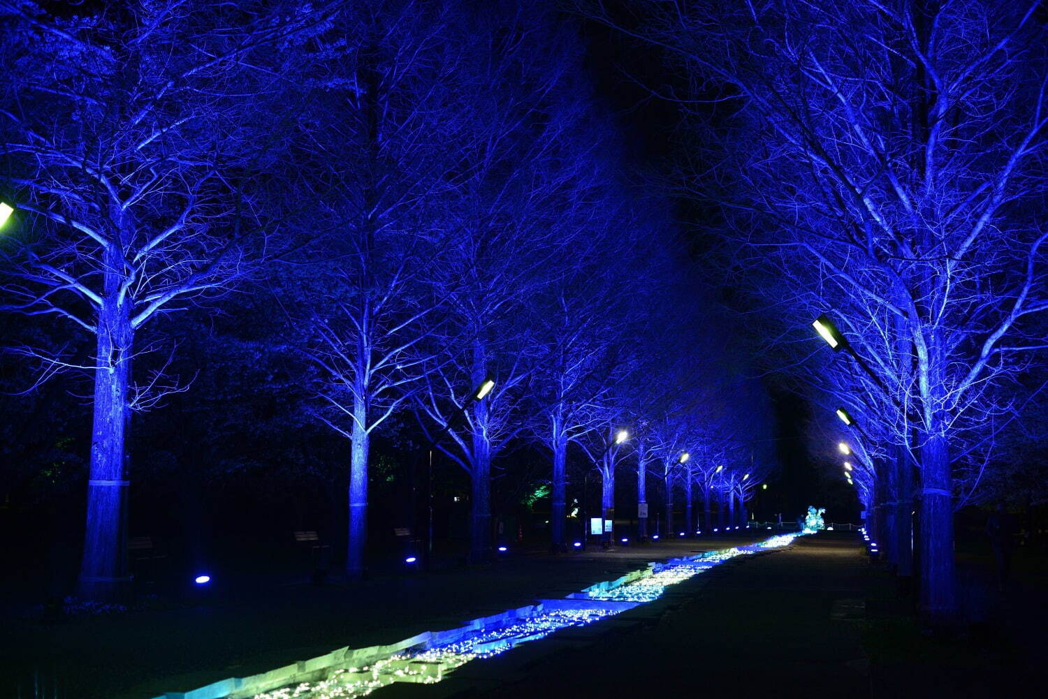 ネモフィラの花々を青い光でライトアップ、東京都立舎人公園で幻想的な春のイルミネーション｜写真10