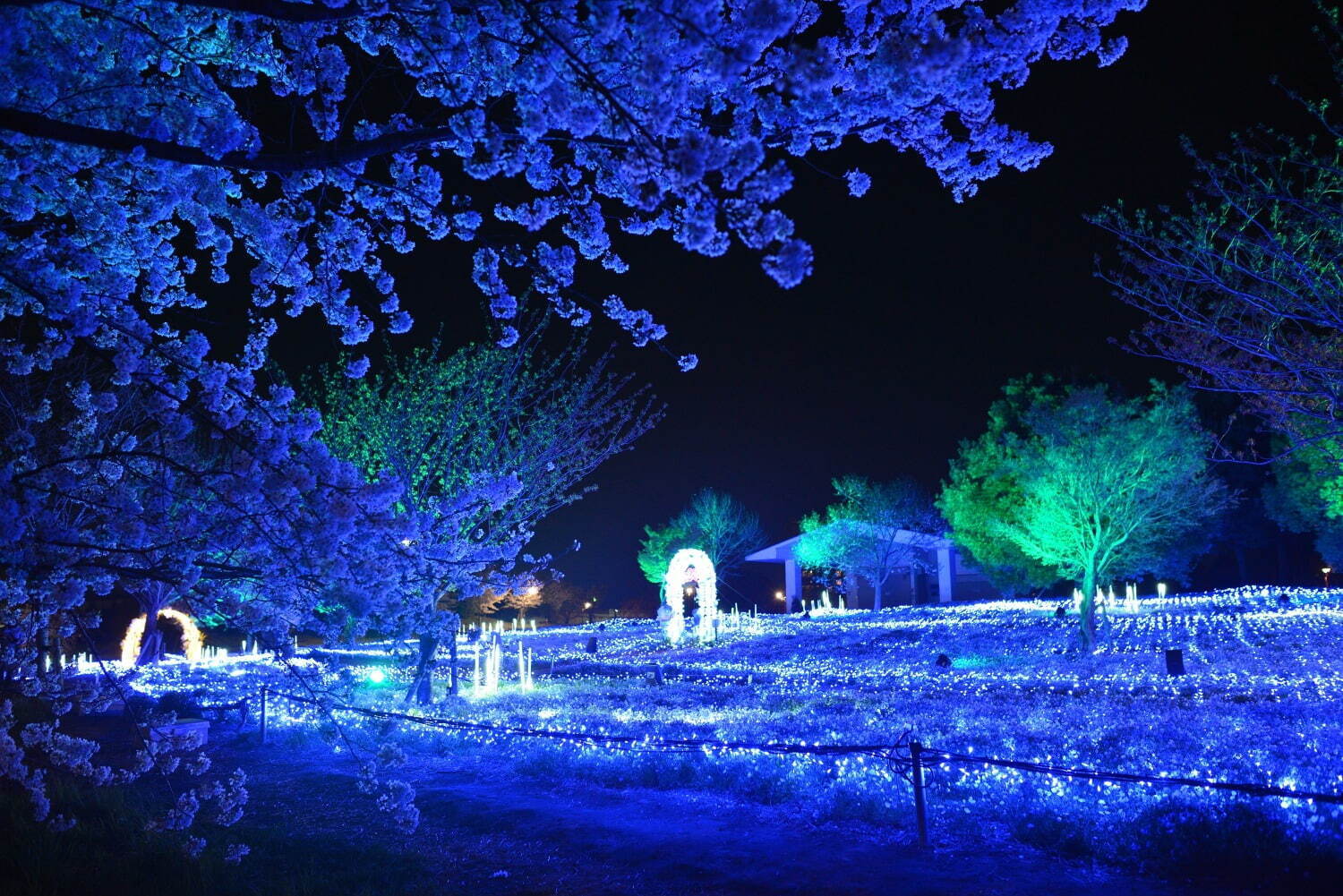 ネモフィラの花々を青い光でライトアップ、東京都立舎人公園で幻想的な春のイルミネーション｜写真5
