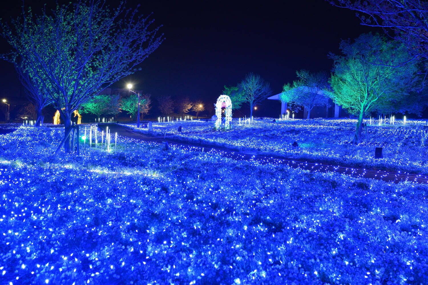 夜景スポット｜ネモフィラの花々を青い光でライトアップ、東京都立舎人公園で幻想的な春のイルミネーション