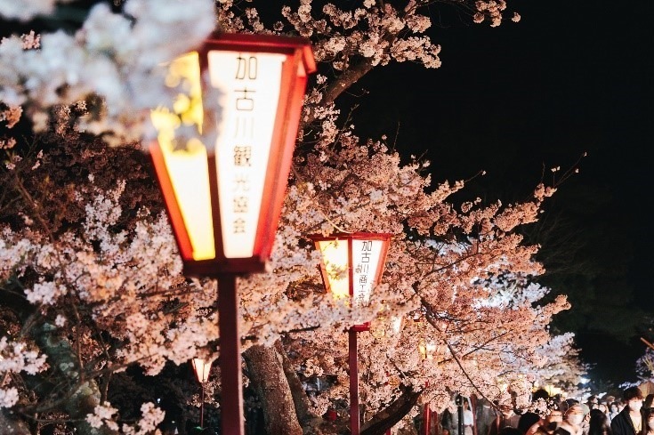 兵庫・日岡山公園で夜桜ライトアップ、約1,000本のソメイヨシノが咲き誇る幻想的な桜トンネル｜写真2