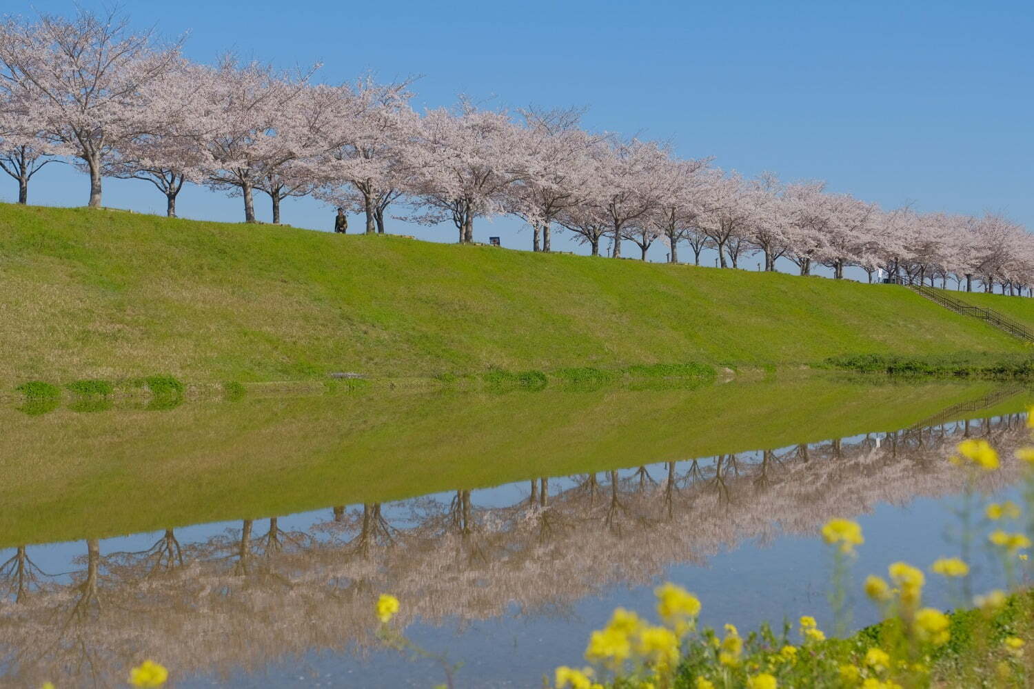 お花見｜兵庫の花見スポット「おの桜づつみ回廊」4km続く桜のトンネル、水面に映る“逆さ桜”やライトアップも