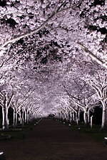 兵庫の花見スポット「おの桜づつみ回廊」4km続く桜のトンネル、水面に映る“逆さ桜”やライトアップも｜写真3