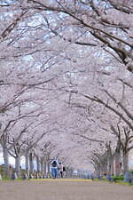 兵庫の花見スポット「おの桜づつみ回廊」4km続く桜のトンネル、水面に映る“逆さ桜”やライトアップも｜写真2