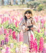 広島・せらふじ園で「ふじとルピナスまつり」1,000本の藤と12,000株のルピナス｜写真2