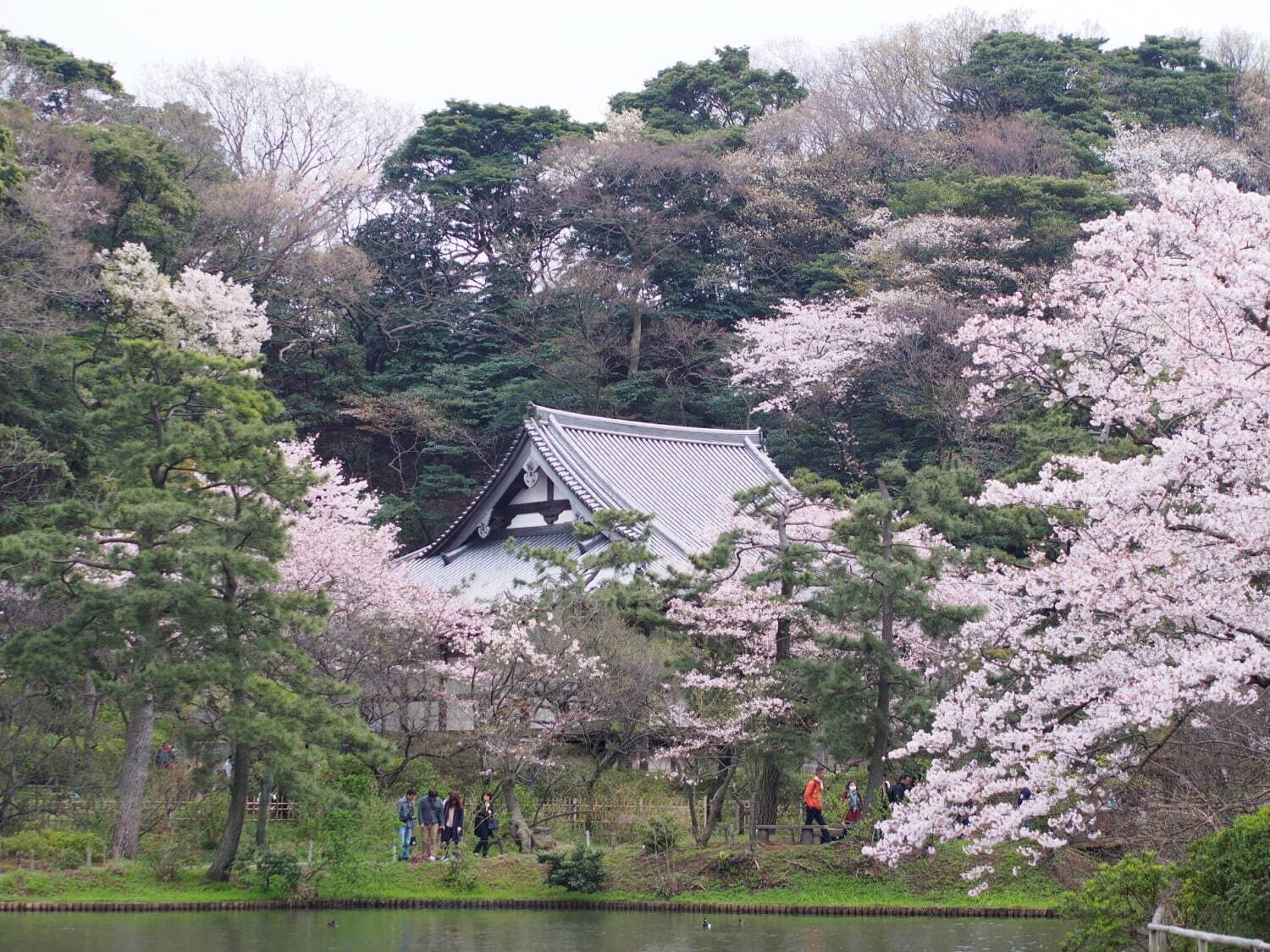 横浜・三溪園「桜ライトアップ」約250本の桜が輝く春イベント、日本茶カフェや和菓子も｜写真3