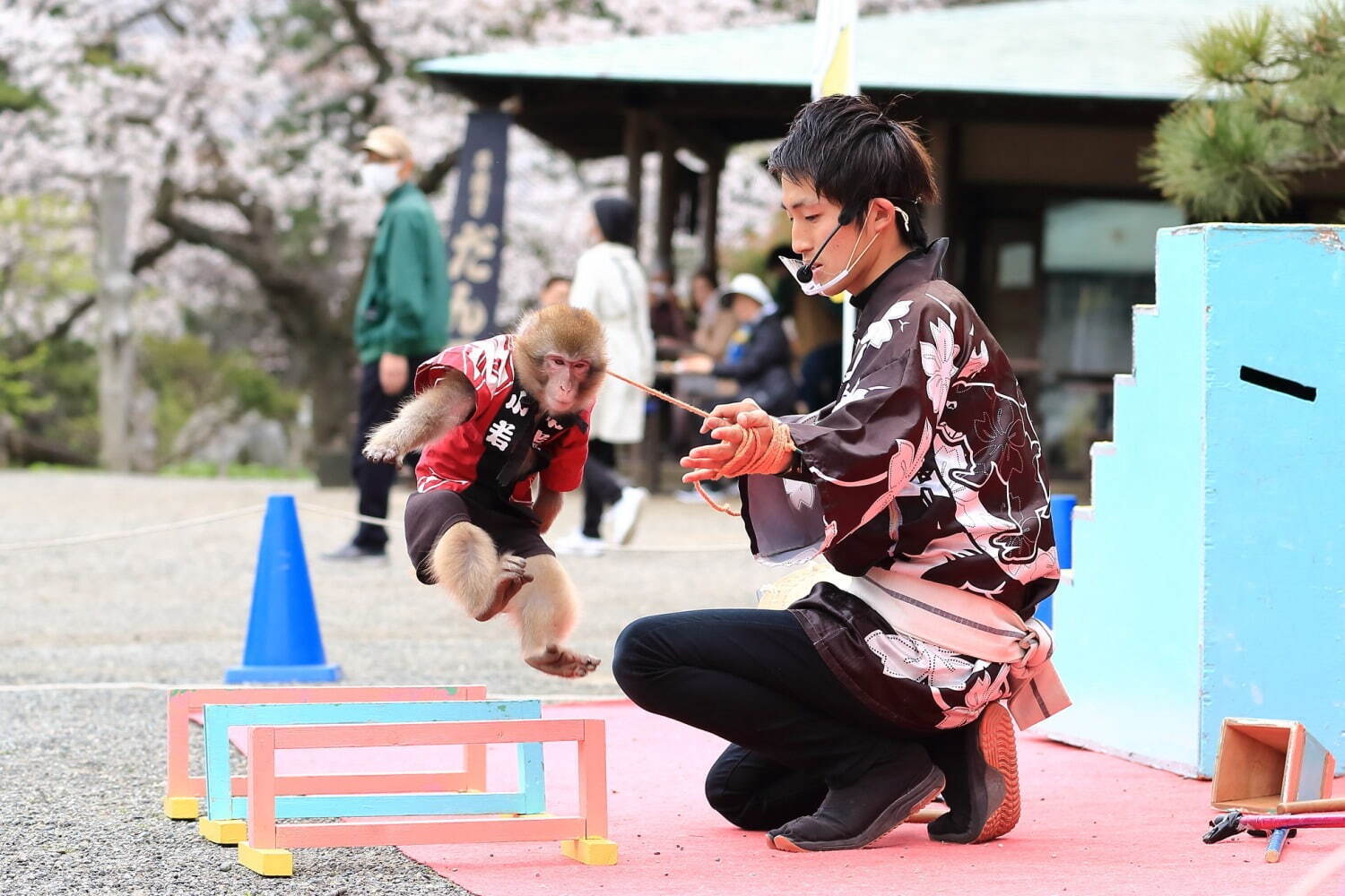 横浜・三溪園「桜ライトアップ」約250本の桜が輝く春イベント、日本茶カフェや和菓子も｜写真6