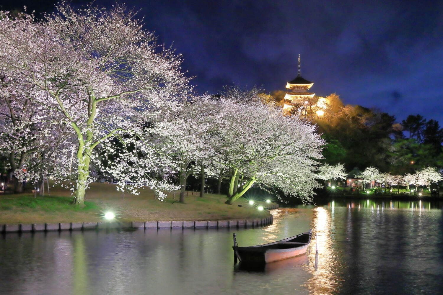 横浜・三溪園「桜ライトアップ」約250本の桜が輝く春イベント、日本茶カフェや和菓子も｜写真1