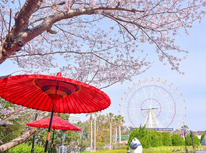 和歌山・アドベンチャーワールド“ジャイアントパンダと楽しむ”花見イベント、つぶらな瞳のパンダ団子も｜写真4
