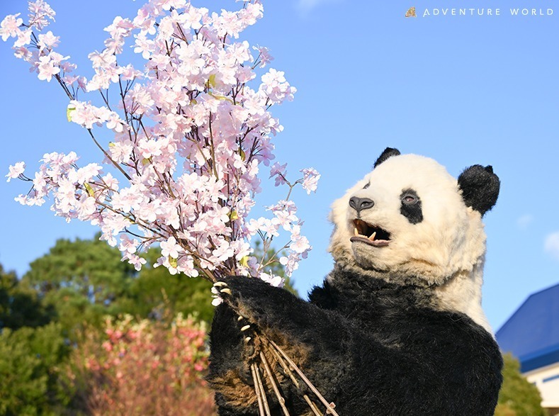 和歌山・アドベンチャーワールド“ジャイアントパンダと楽しむ”花見イベント、つぶらな瞳のパンダ団子も｜写真3