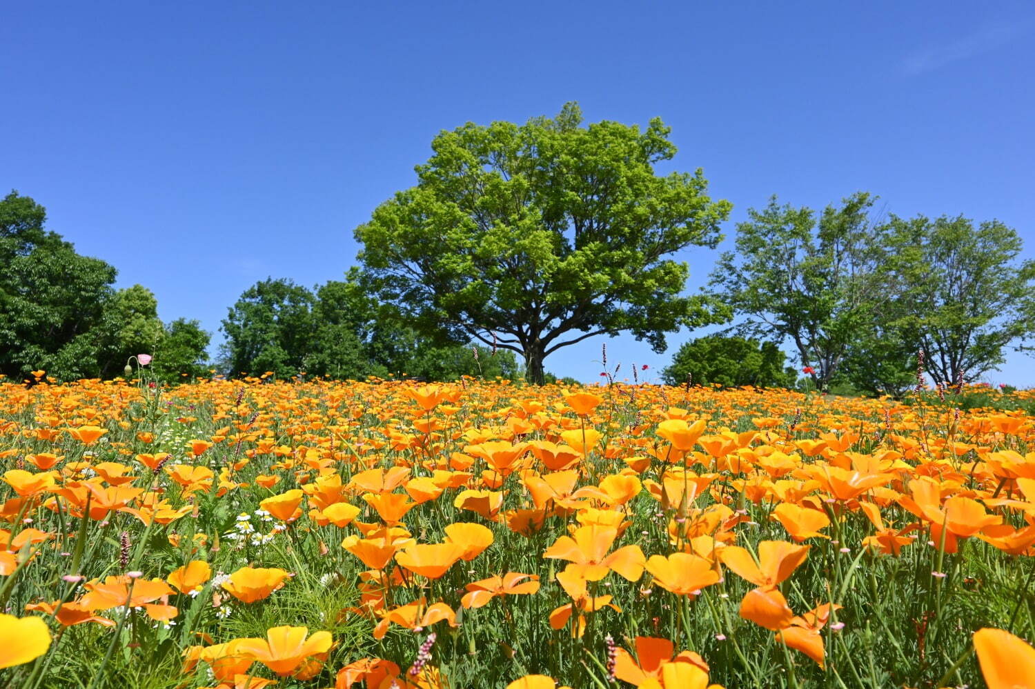 大阪・万博記念公園「チューリップフェスタ」“カラフルな約8万本”の花、ブルー広がるネモフィラも｜写真5
