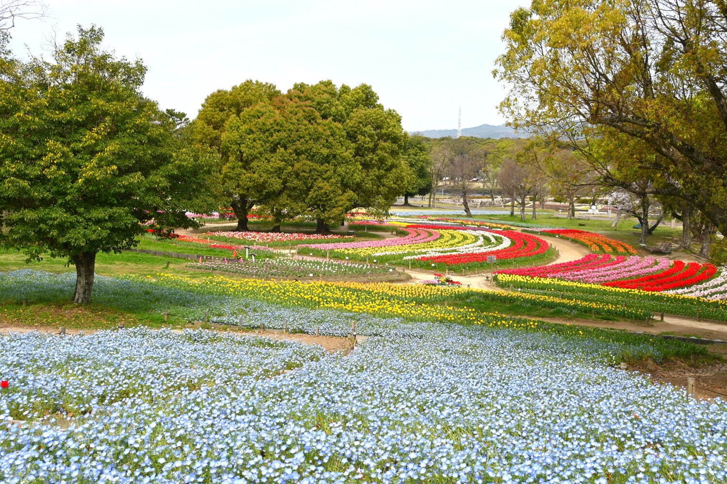 大阪・万博記念公園「チューリップフェスタ」“カラフルな約8万本”の花、ブルー広がるネモフィラも｜写真6