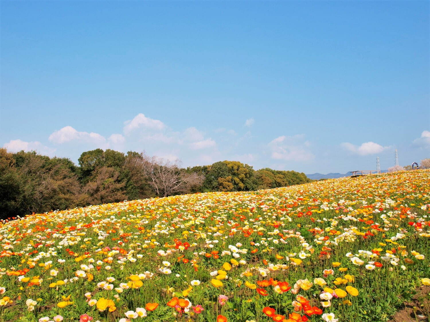 写真提供：万博記念公園マネジメント・パートナーズ
