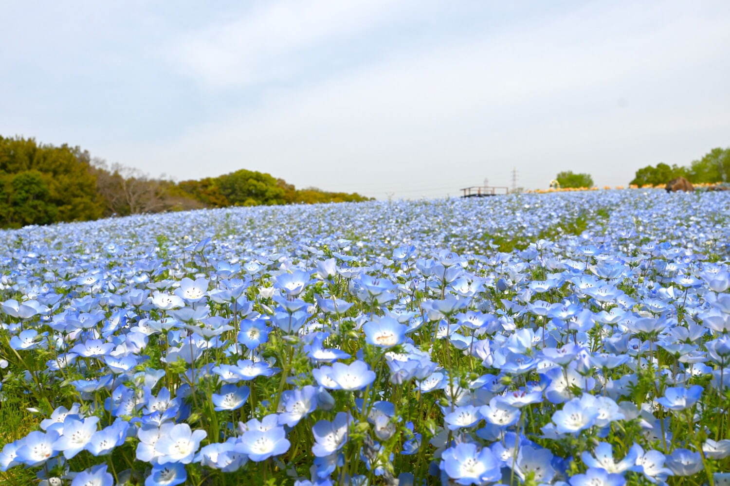 写真提供：万博記念公園マネジメント・パートナーズ