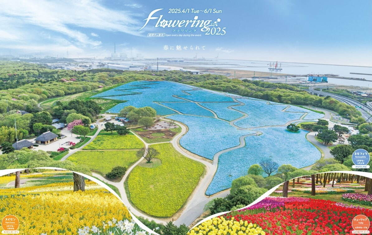 「ネモフィラの丘」一面ブルーに染まる国営ひたち海浜公園 - 春のお出かけスポット｜写真22