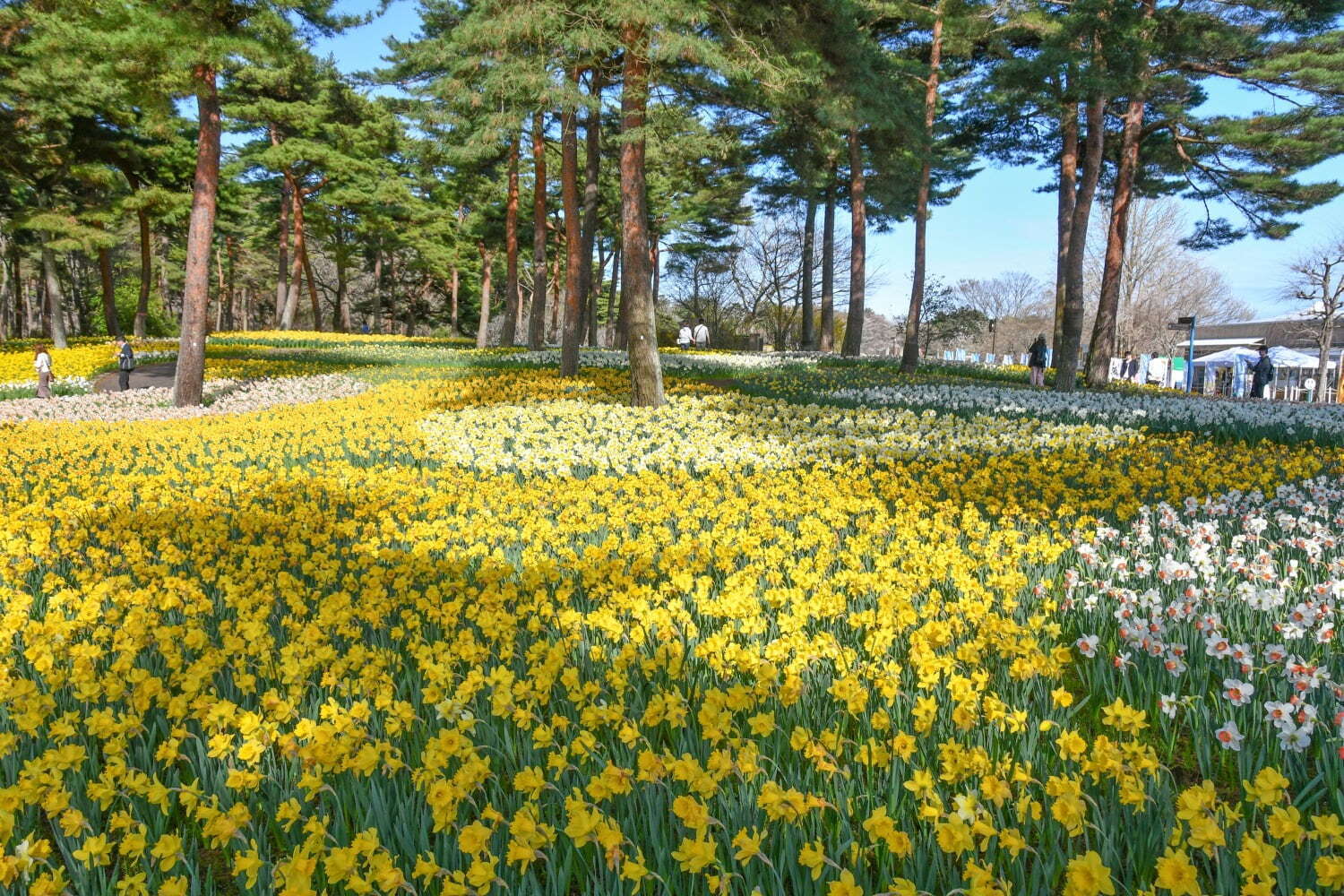 「ネモフィラの丘」一面ブルーに染まる国営ひたち海浜公園 - 春のお出かけスポット｜写真6
