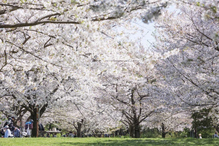 お花見｜東京・舎人公園で「千本桜まつり」ソメイヨシノやカンヒザクラなど約1,000本の桜が開花
