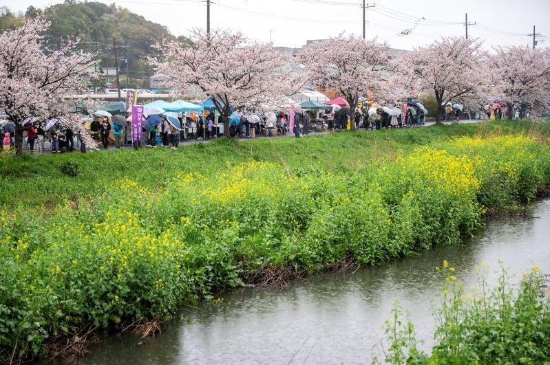 千葉・松戸「常盤平さくらまつり」ソメイヨシノが連なる桜のトンネル、グルメ屋台やパレードも｜写真1