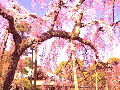 千葉・松戸「常盤平さくらまつり」ソメイヨシノが連なる桜のトンネル、グルメ屋台やパレードも｜写真6