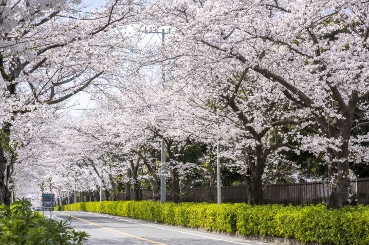 名所(庭園・寺社・紅葉)｜千葉・松戸「常盤平さくらまつり」ソメイヨシノが連なる桜のトンネル、グルメ屋台やパレードも