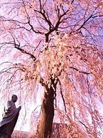 千葉・松戸「常盤平さくらまつり」ソメイヨシノが連なる桜のトンネル、グルメ屋台やパレードも｜写真7