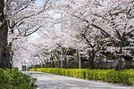 千葉・松戸「常盤平さくらまつり」ソメイヨシノが連なる桜のトンネル、グルメ屋台やパレードも｜写真2