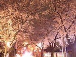 千葉・松戸「常盤平さくらまつり」ソメイヨシノが連なる桜のトンネル、グルメ屋台やパレードも｜写真5